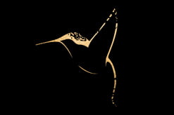 Yellow hummingbird | Lou Mahz Events | Event Planning | Wedding Planning